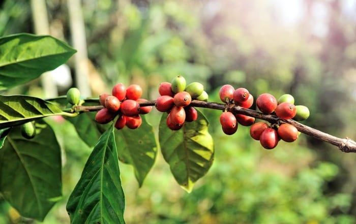 coffee-plant-with-berries