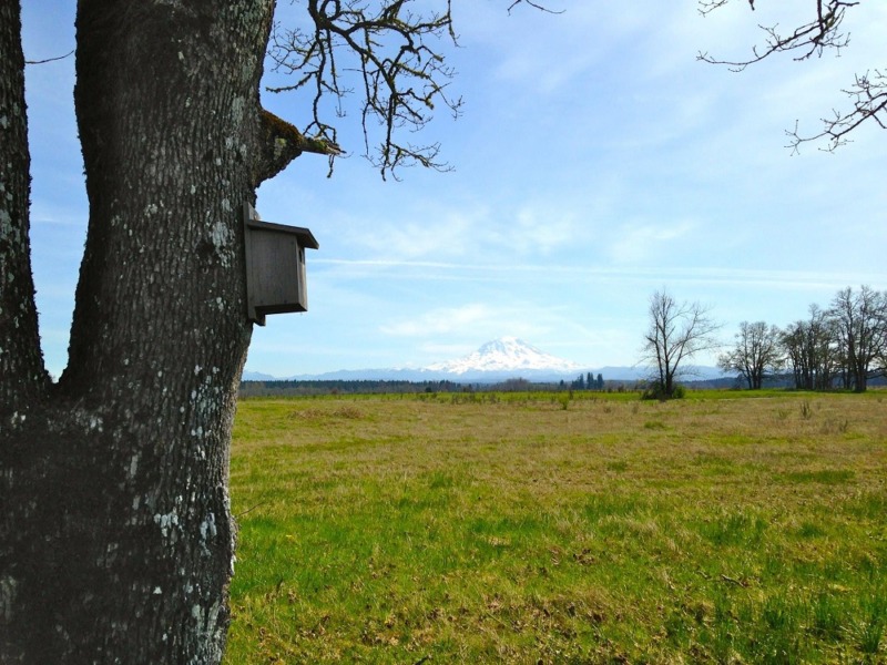 Bluebird nest box JBLM