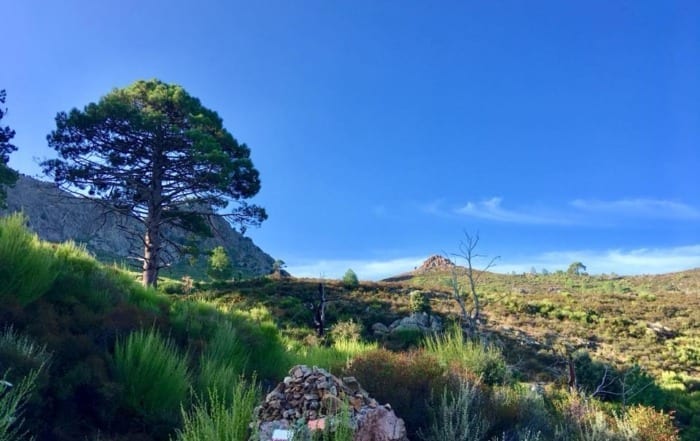 Pines and path on the Gr20 Corsica