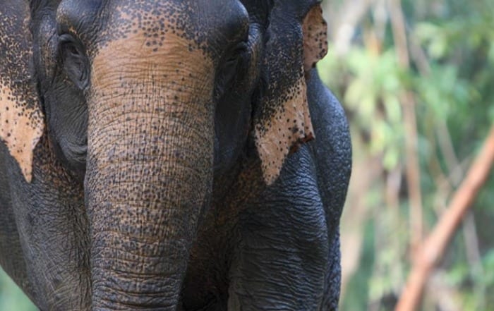 asian elephant closeup in khao sok