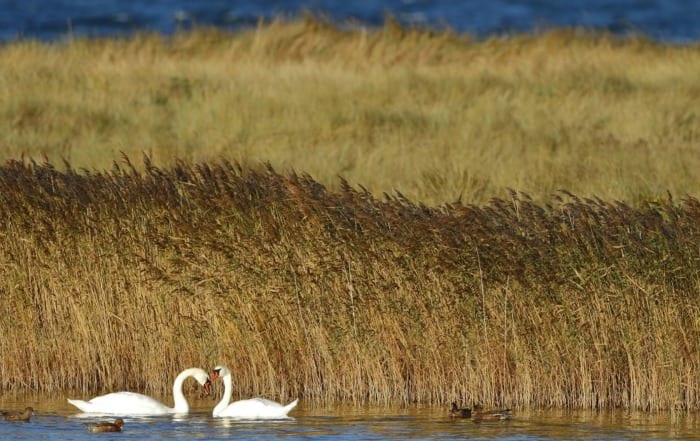 Falsterbo - Nathan Rolls - 1000px