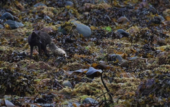 Nathan Rolls - Arctic Fox - Hornstrandir Iceland