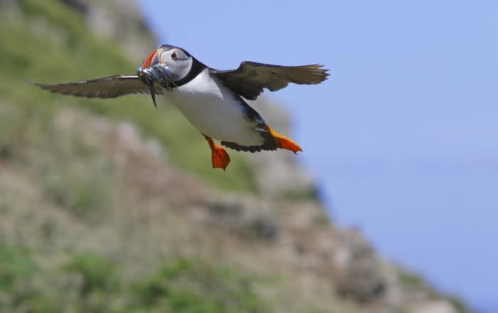 atlantic puffin flying with fish in mouth