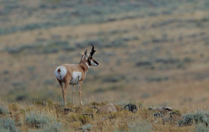 wyoming prongorn in yellowstone by nathan rolls