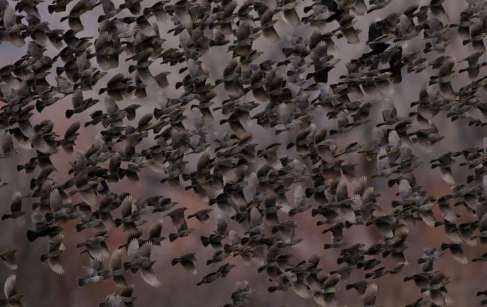 red winged blackbird flock at bosque new mexico