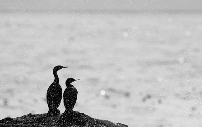 Cormorants on sea stack at Olympic National Park