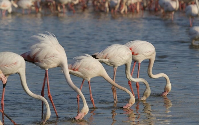 greater flamingos eat in a line in the camargue