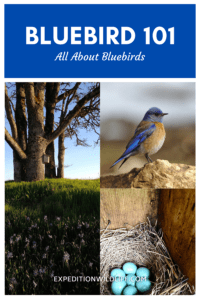 Bluebird 101: All About Bluebirds - Expedition Wildlife