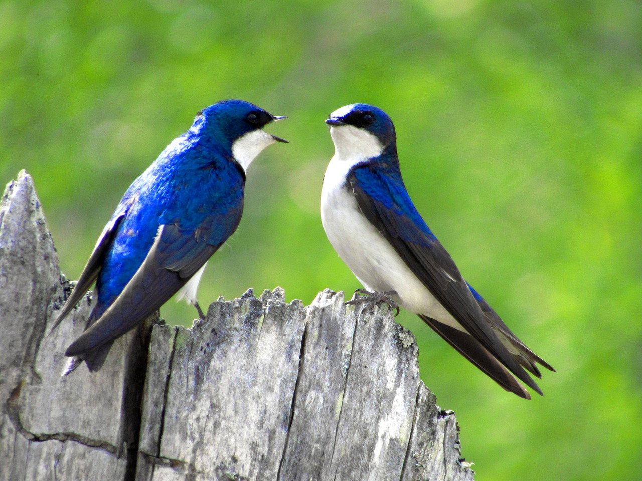 Bluebird 101: All About Bluebirds - Expedition Wildlife