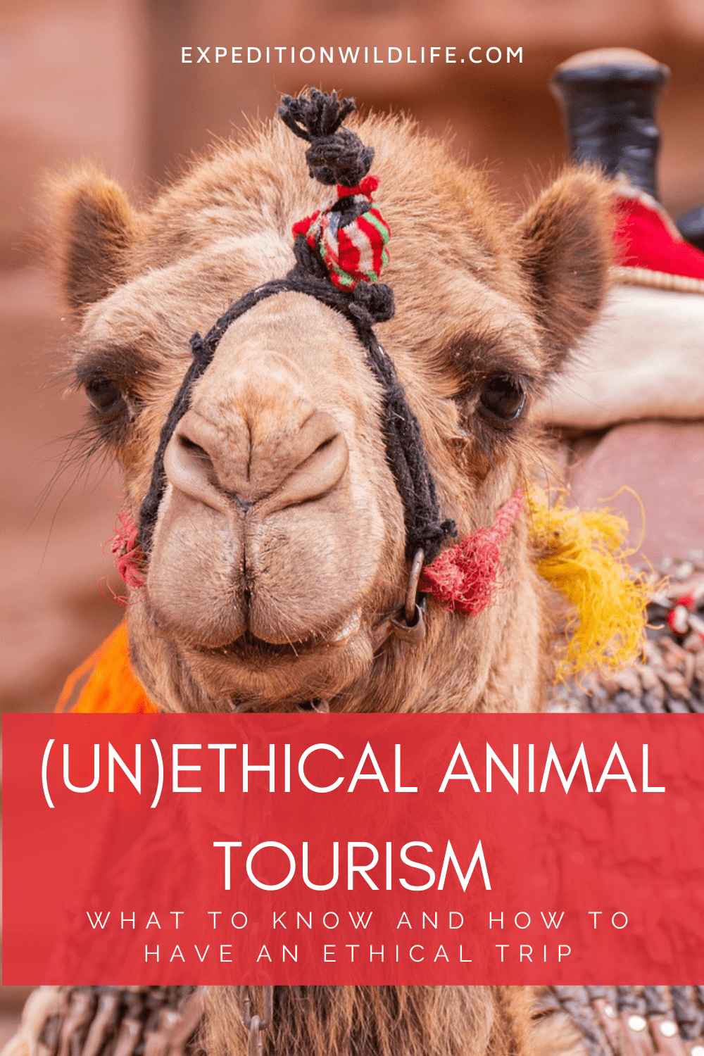 How To Recognize (Un)Ethical Animal Tourism - Expedition Wildlife